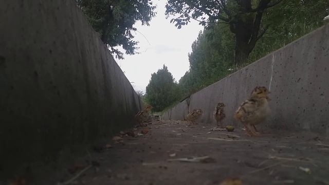 Цыплята и самка Фазана смотреть онлайн