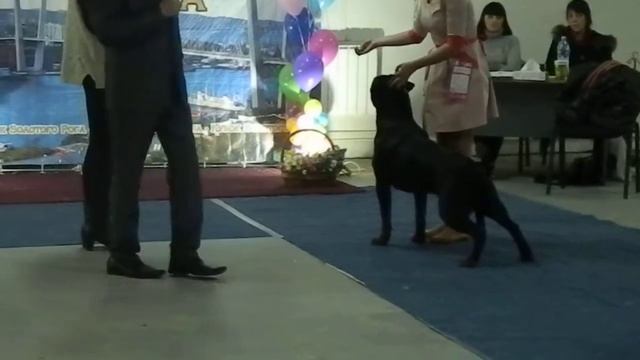 Выставка собак Владивосток,30.11.14 Кобели открытый класс смотреть онлайн