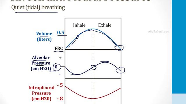 Pulmonary - 1. Embryology, Anatomy and Physiology - 3.Pulmonary Physiology atf смотреть онлайн