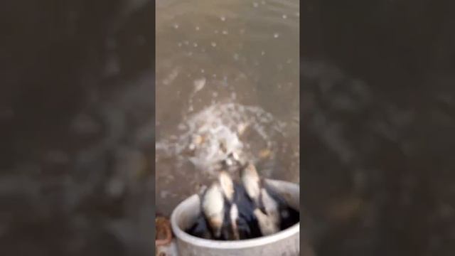 Рыбалка в Алексине смотреть онлайн