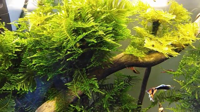 Мшарник 20 литров смотреть онлайн