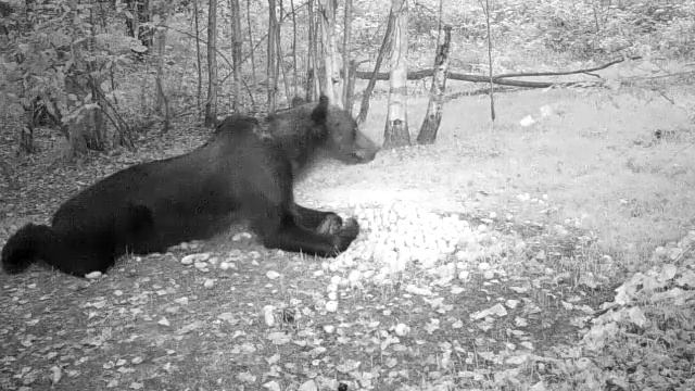 2016.08.21, Медведь на кормушке смотреть онлайн