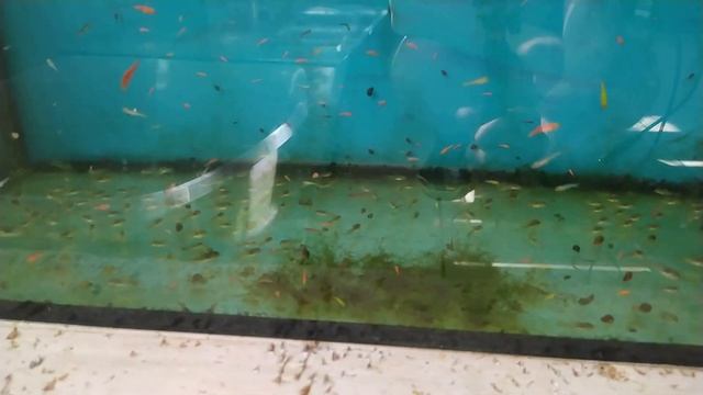 Большие новости с аквафермы.Что стало с зелёным аквариумом?   #аквариум #лайфхаки #guppy #aquarium