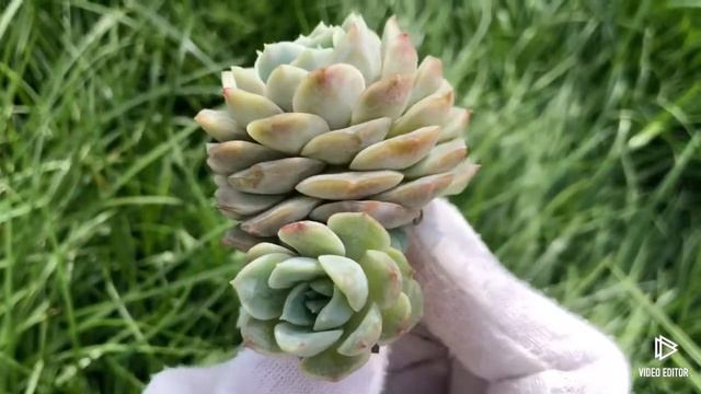 Echeveria Pure Love