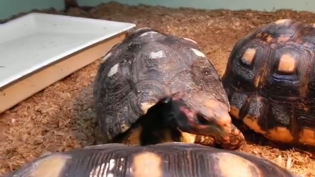 Красноногие черепахи едят смотреть онлайн