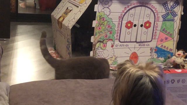 🐶«НАШИ ПИТОМЦЫ»🐶/Йоркширский терьер/Шотландский вислоухий кот/Смешные Собаки и коты. смотреть онлайн