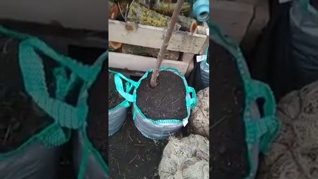 Вишня УМРАКУЛИФЕРА на штамбе. смотреть онлайн