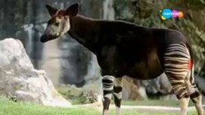 Спокойной ночи малыши (Карусель 15.04.2020)