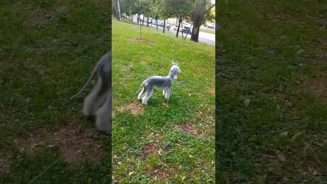 Бедлингтон терьер, питомник Airy Step смотреть онлайн