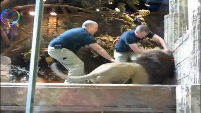 Las Vegas lion attack caught on camera смотреть онлайн