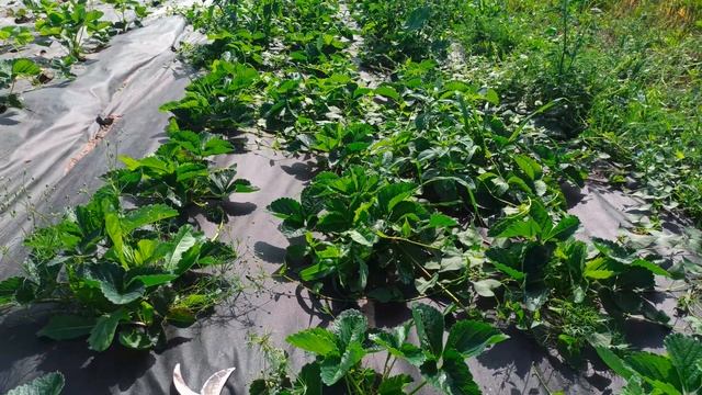 Секрет разгона кустов клубники НСД сортов смотреть онлайн