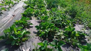 Секрет разгона кустов клубники НСД сортов