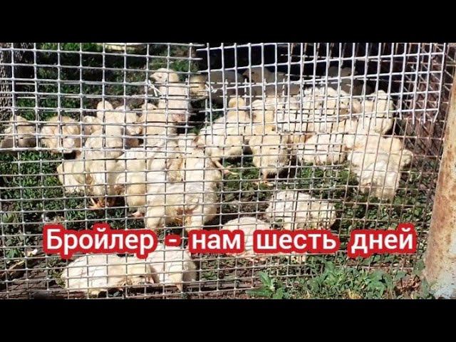 Бройлер - нам шесть дней.... первый час на улице... смотреть онлайн