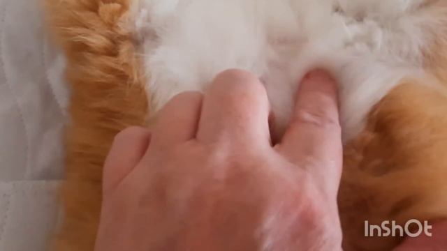 Котик Василий пошёл на поправку! смотреть онлайн