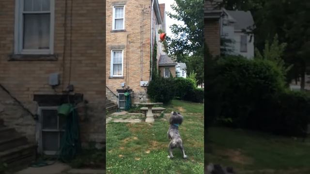 Briar смотреть онлайн