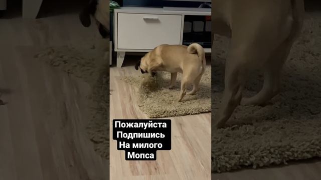 Мопс Лола смотреть онлайн