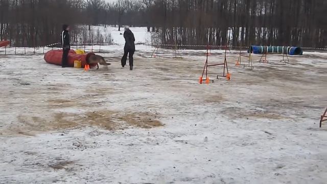 Немецкая овчарка Берта Аджилити квалификация трасса А1 вторая 2015 год смотреть онлайн