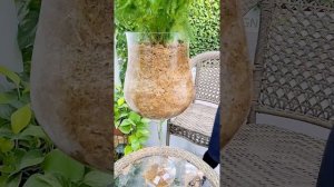 Аспарагус Сетакус (перистый), пересадка в мох сфагнум fuscum.