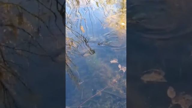 Нерест щуки 2023 #fishing #pike #рекомендации #рыбалка #shorts смотреть онлайн