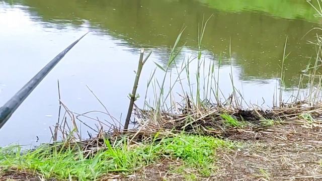 Вечерняя раздача на реке! Рыбалка на маховую удочку. #рыбалка #рыбалка2023 #рыбалкавесной смотреть онлайн