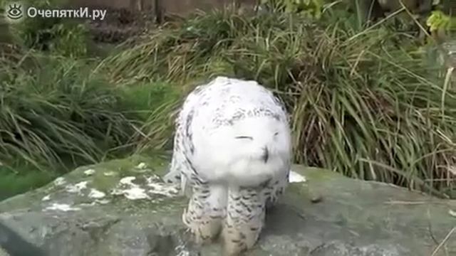 Снежная сова смотреть онлайн