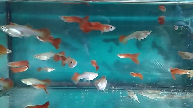 Гупики отсев красных. смотреть онлайн