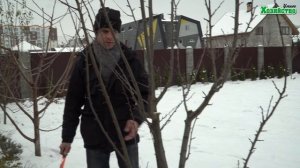 Обрезка сливы в форму чаши.