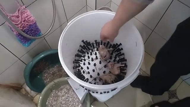 Перосъемная машина для перепелов. Плюсы и минусы. Модернизация