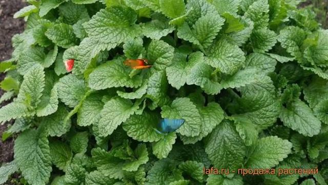 Мелисса лекарственная Кадриль (kadril) ? мелисса Кадриль обзор: как сажать семена мелиссы Кадриль смотреть онлайн