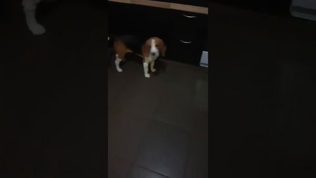 Бигль Гуффи ждёт пока погреется еда смотреть онлайн