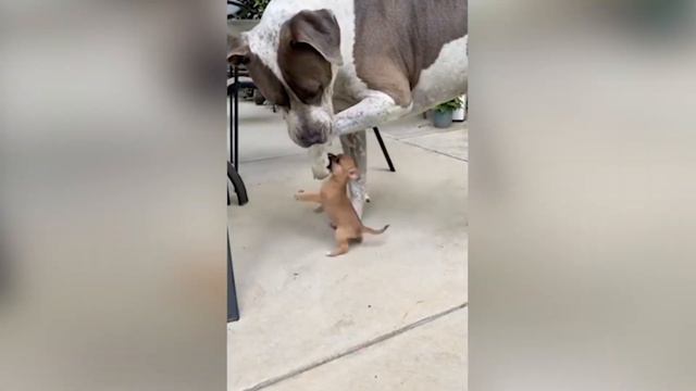 Funniest Cats 😹- Best Of The 2022 Funny Cat and Dog Videos 😂- Family Cats смотреть онлайн