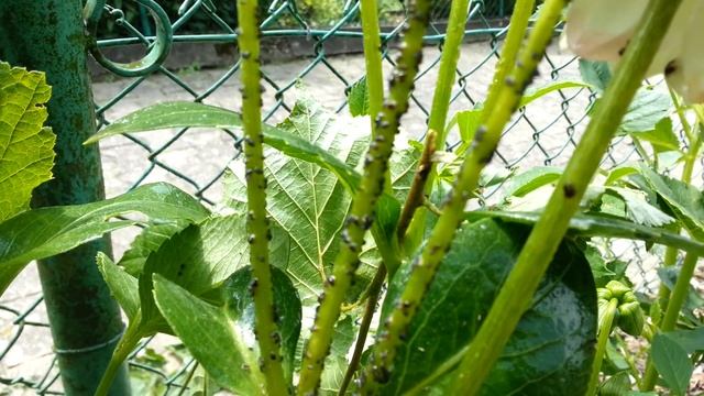 Тля и марганцовка. Эксперимент! Часть 1 из 4 смотреть онлайн