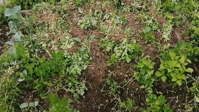 Сорняки и плодородие почвы? смотреть онлайн