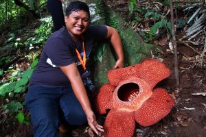 Самый большой цветок Раффлезия Арнольди.