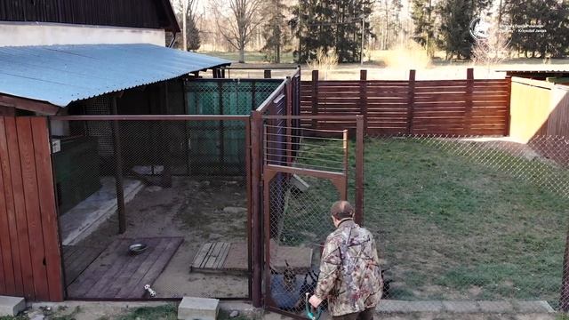 Ogar polski - szczeniaki | Hodowla Ogarusy Krzysztof Janiak смотреть онлайн