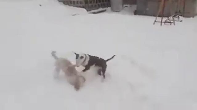 Bull Terrier vs Pudel Бультерьер и Пудель смотреть онлайн
