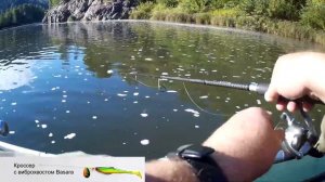 Окунь золотой - на уокер LuckyCraft Sammy 115