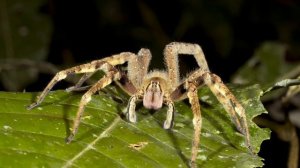 ПАУК ИЗ АДА | БРАЗИЛЬСКИЙ СТРАНСТВУЮЩИЙ ПАУК (Phoneutria bahiensis) [БЭСТ ФАКТ]