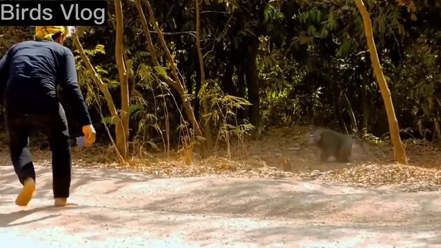Fake Tiger Prank Monkey What is happening Real Monkey VS Crazy Man || Funny Video #monkeylover 2023 смотреть онлайн
