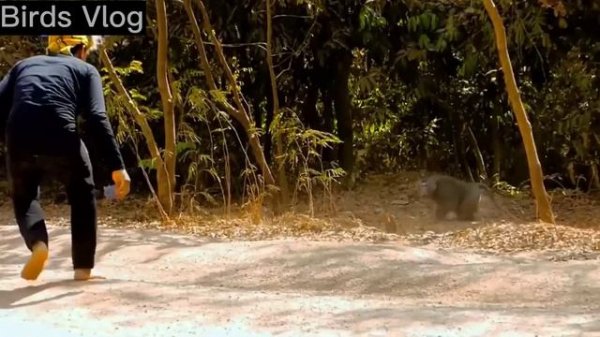 Fake Tiger Prank Monkey What is happening Real Monkey VS Crazy Man || Funny Video #monkeylover 2023