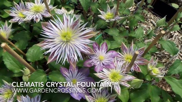 Clematis Crystal Fountain™