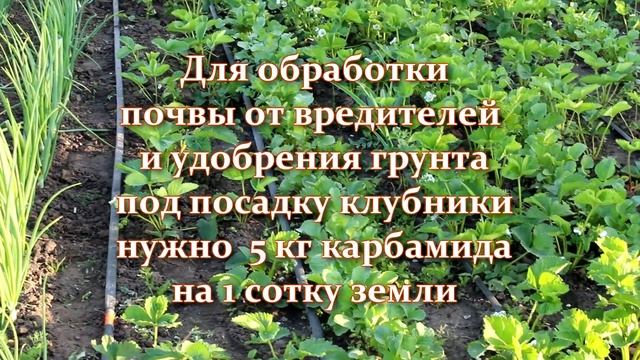Клубники будет немерено! Как подготовить грядку под посадку клубники - чем обработать и удобрить смотреть онлайн