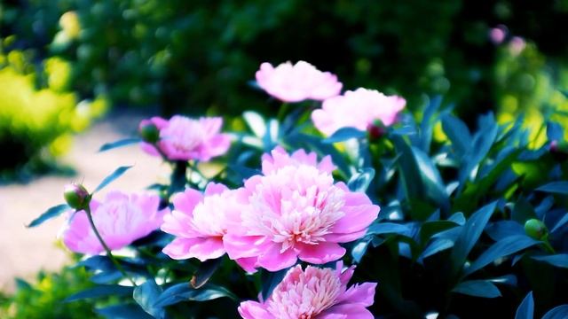 Прекрасные Пионы в саду | Футажи красивая природа [FullHD] смотреть онлайн