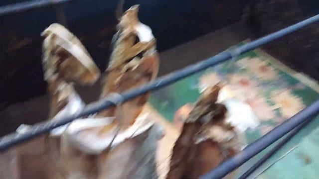 Коптильня холодного копчения своими руками смотреть онлайн