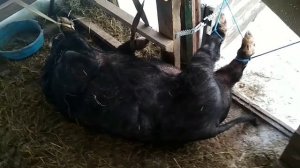 Как кастрировать взрослого кабанчика в одиночку?