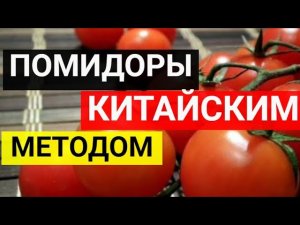 Сажаем помидоры китайским методом – урожай выше и раньше по срокам.mp4