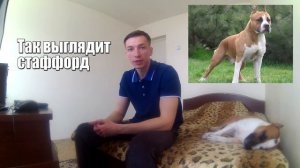 КАК ОТЛИЧИТЬ ПИТБУЛЯ ОТ СТАФФОРДА ВНЕШНЕ