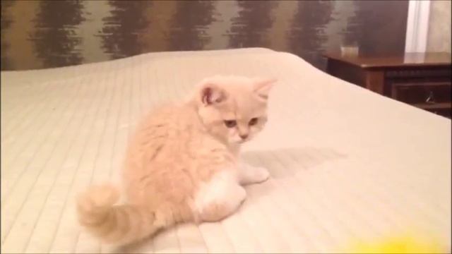 Нежный персиковый котенок. Истинный британец. смотреть онлайн