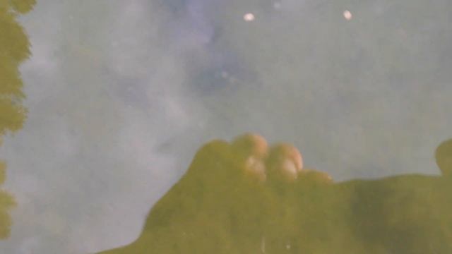 УНИКАЛЬНОЕ МЕСТО Польши! Озеро в лесу наполненное родниковой водой. 20 метров глубина Видно дно. смотреть онлайн