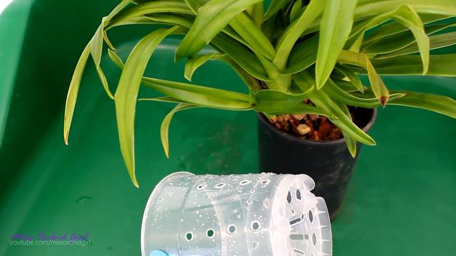 Repotting new Phragmipedium Orchid from ebay - Best purchase ever!! смотреть онлайн